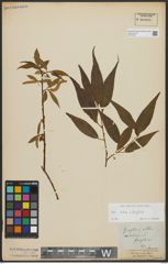 Foto von Salix alba L. x Salix fragilis L.